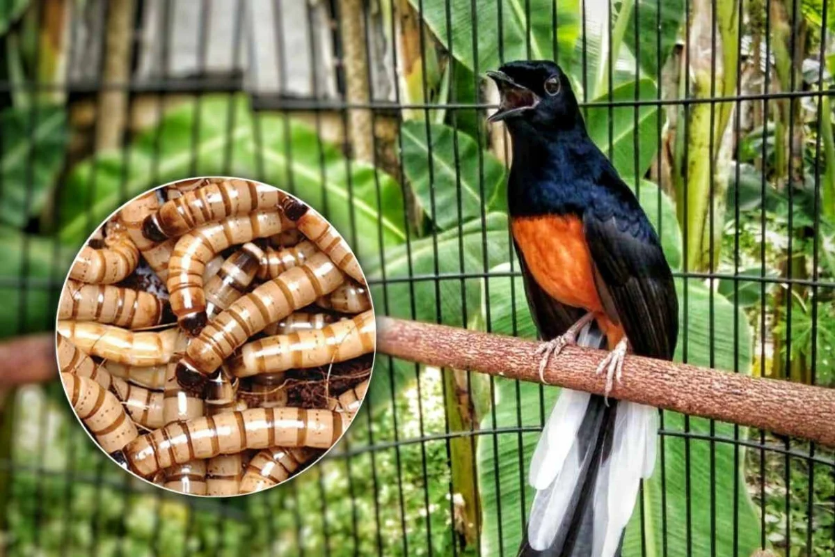 Tips Menjaga Stamina Burung Lomba agar Selalu Prima dan Bertenaga Tips Menjaga Stamina Burung Lomba agar Selalu Prima dan Bertenaga