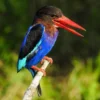 makanan burung cekakak jawa