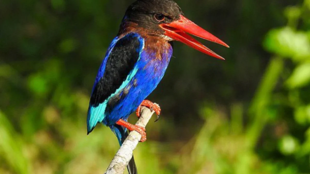 makanan burung cekakak jawa