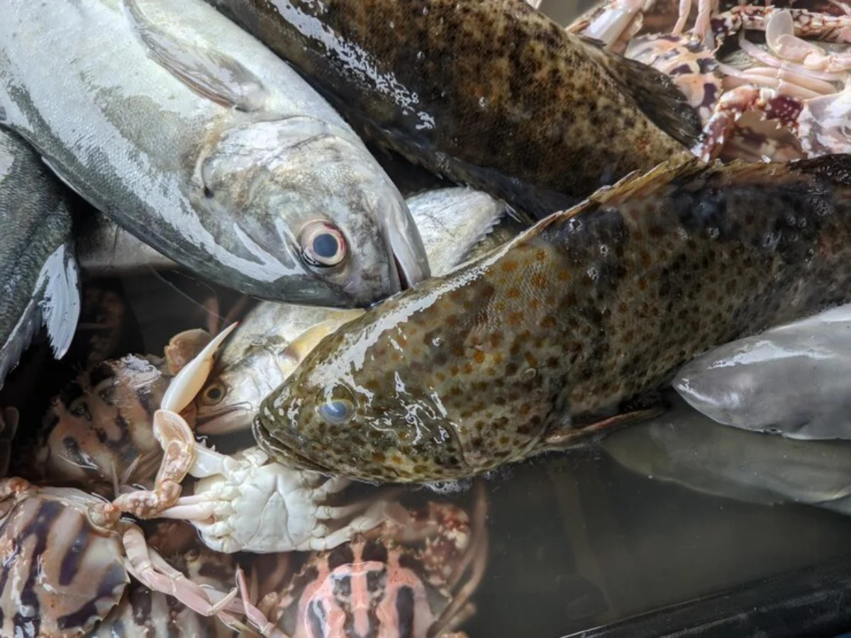 Cara Mengatasi Bau Lumpur Pada Ikan Air Tawar Secara Mudah Dan Cepat ...