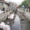 Kendala utama dalam pelaksanaan normalisasi sungai di Kota Cirebon adalah kesulitan akses alat berat.