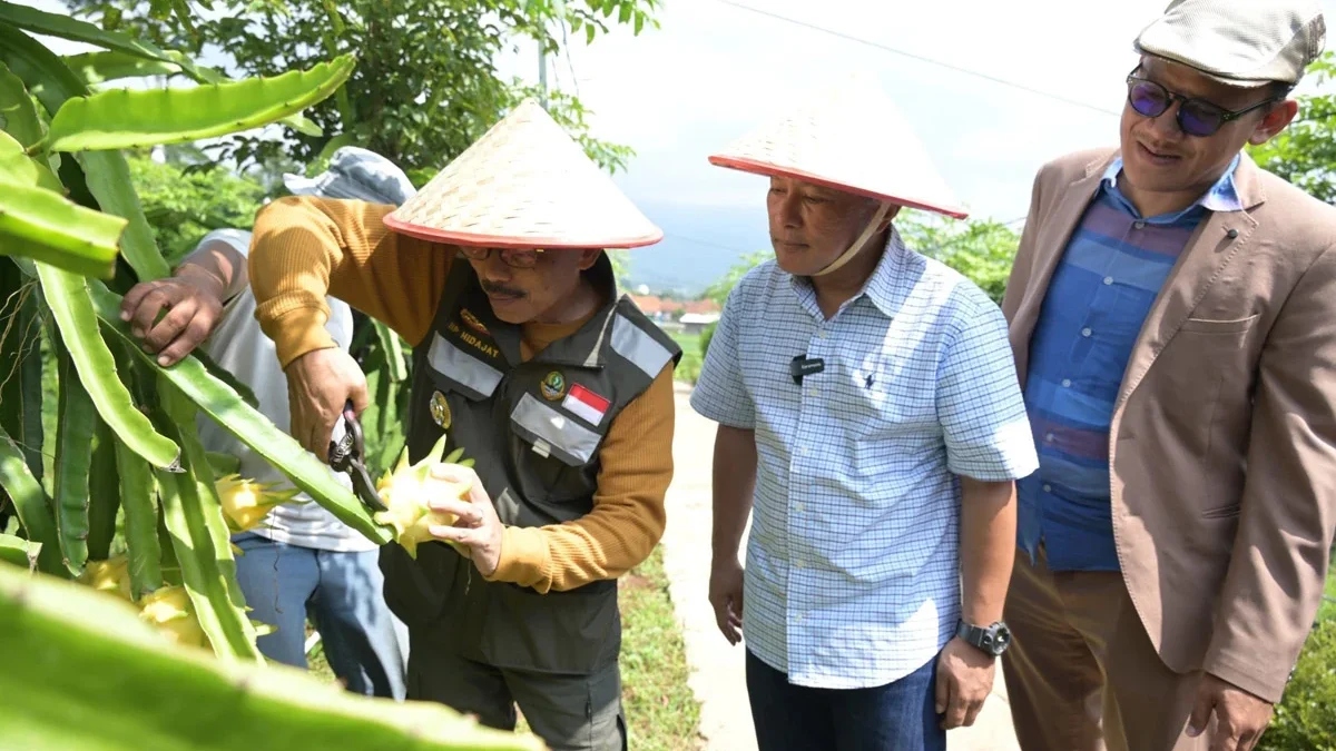 Ribuan buah naga kuning di Sangkanika Edugarden Eatery & Wellnes sudah bisa dinikmati pengunjung yang datang k