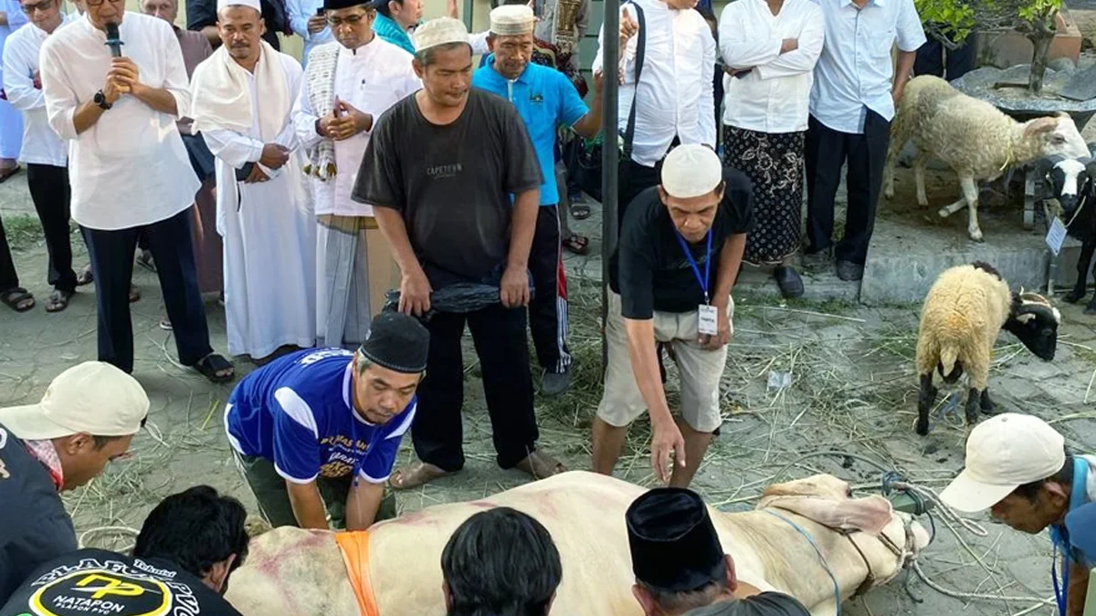 SMA Islam Al Azhar 5 Cirebon Kurban 9 Sapi dan 25 Kambing