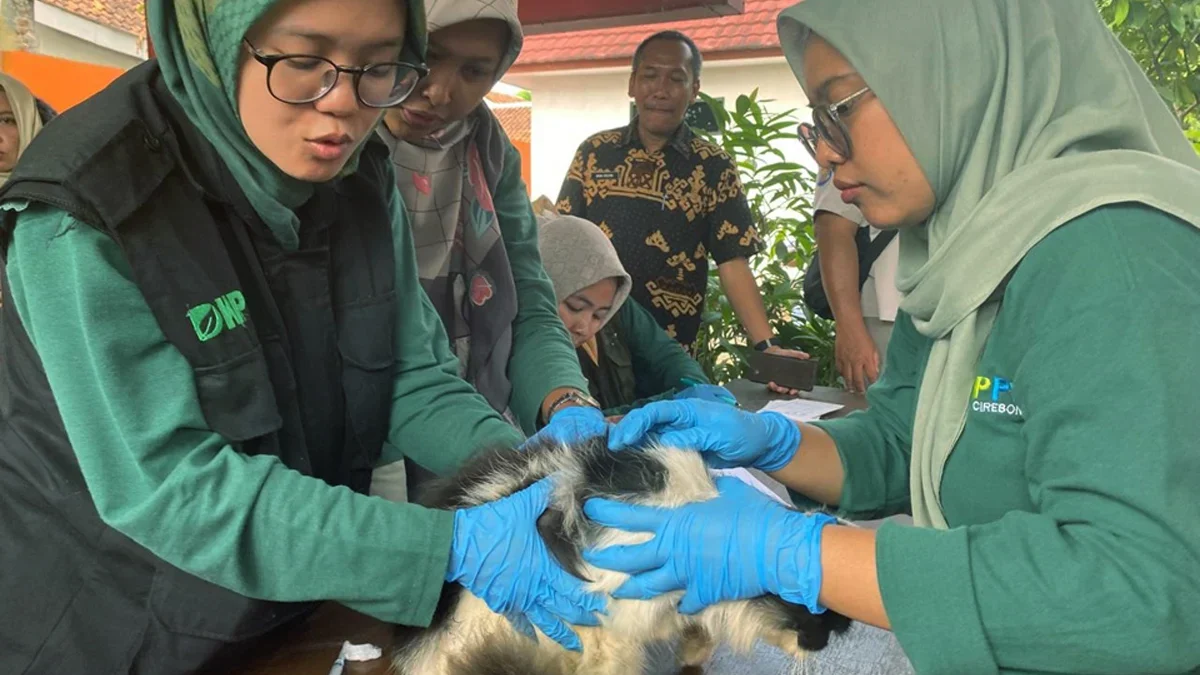 Dinas Ketahanan Pangan Pertanian Perikanan (DKP3) menggelar kegiatan vaksinasi hewan, termasuk kucing dan anji