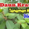 Efek Pereda Sakit Nyeri Dari Daun Kratom Yang Banyak Kegunaanya Bagi Tubuh Kita