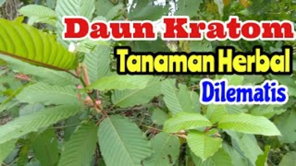 Efek Pereda Sakit Nyeri Dari Daun Kratom Yang Banyak Kegunaanya Bagi Tubuh Kita