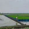 Para petani di Kabupaten Cirebon tengah menggarap lahan sawah. Ribuan hektare lahan sawah dilindungi sudah ber