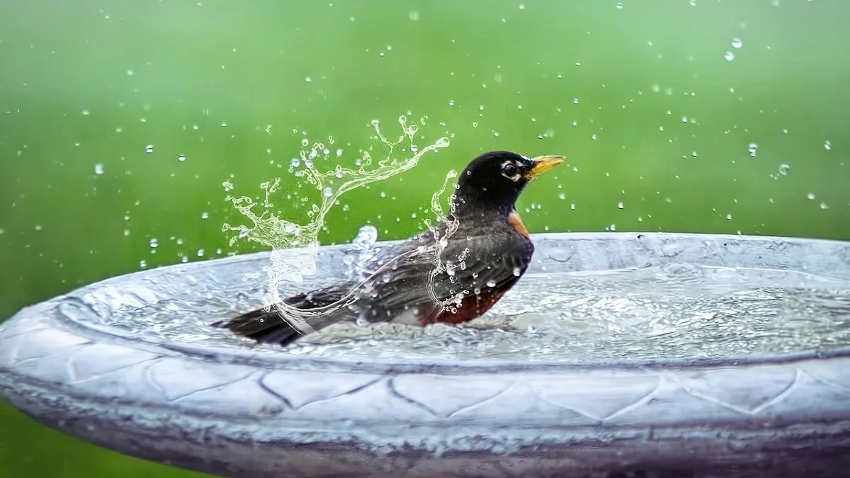 Cara Mandi Malam Burung Murai Batu