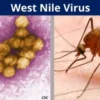 Waspada Virus West Nile! Kenali Gejala dan Cara Pengobatannya!