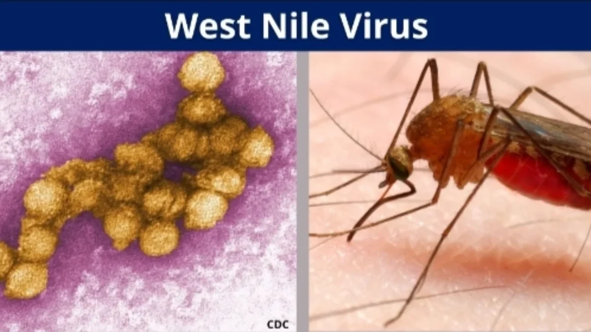 Waspada Virus West Nile! Kenali Gejala dan Cara Pengobatannya!