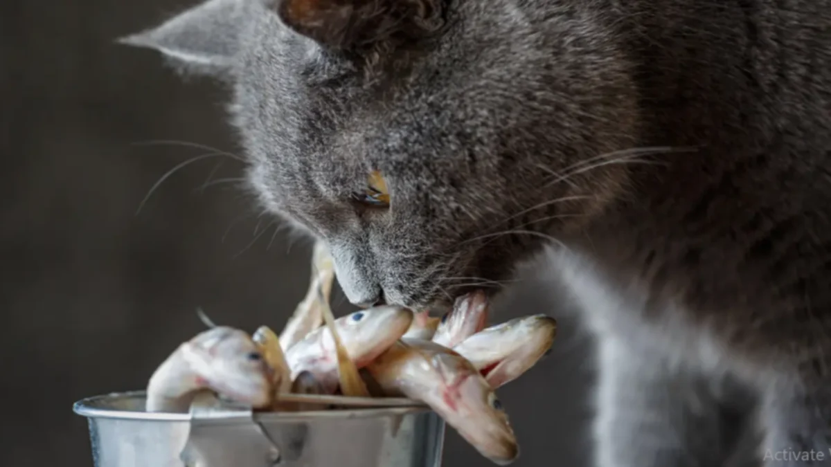 Makanan Kucing dari Ikan Rebus