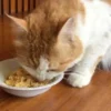 Resep makanan kucing dari tempe