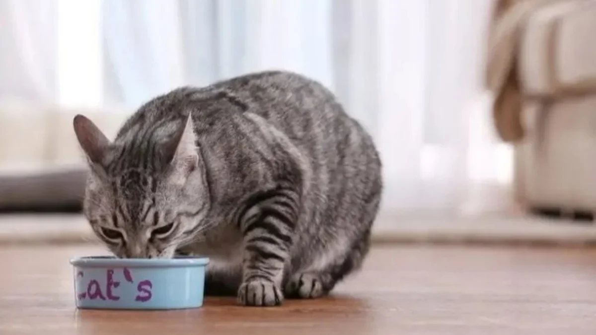 Makanan kucing agar cepat gemuk