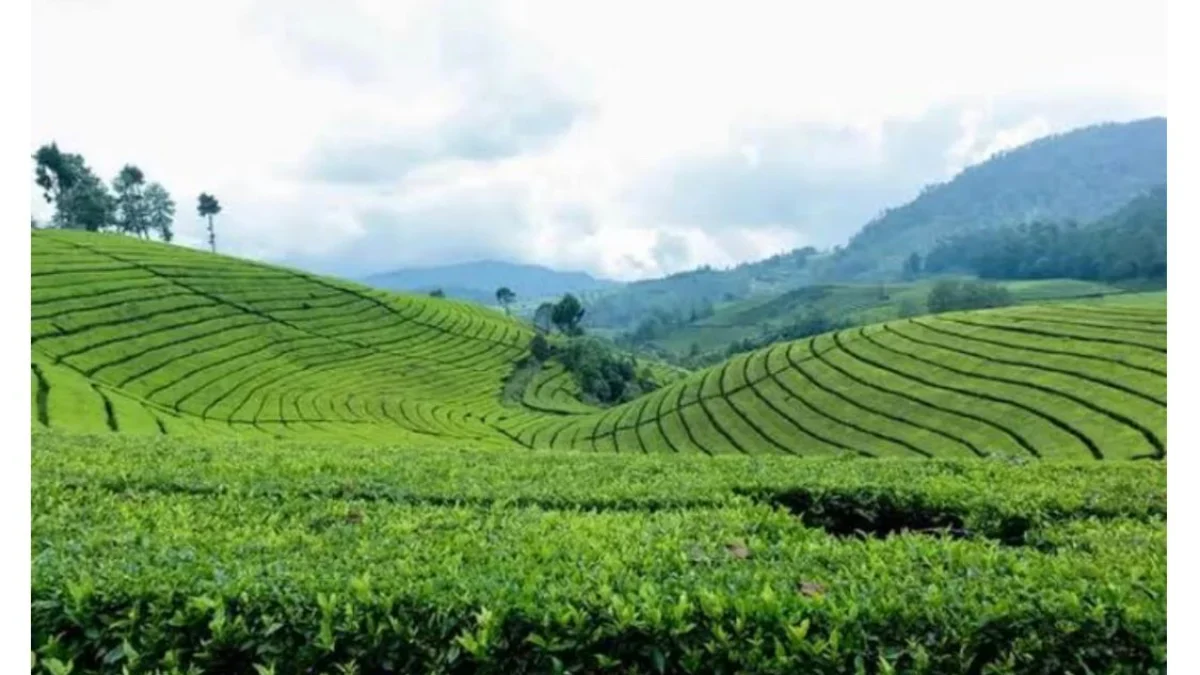 Wisata Alam Kebun Teh Cipasung Majalengka : Menawarkan pemandangan yang indah!