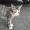 Mandi Kucing Kampung: Tips Jitu