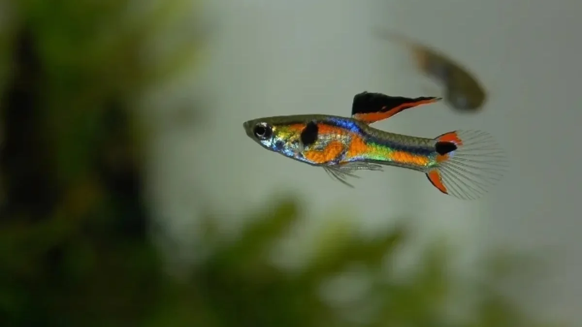 Ikan guppy