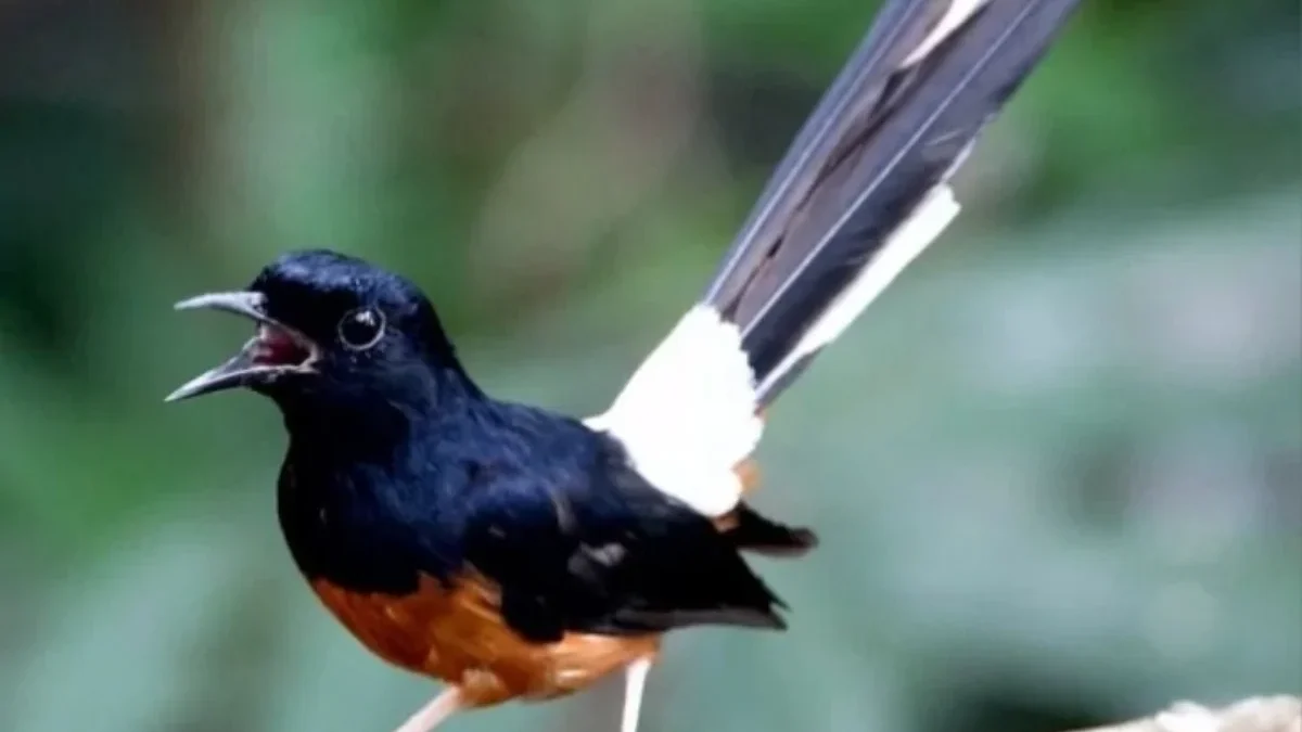 Burung Murai Batu