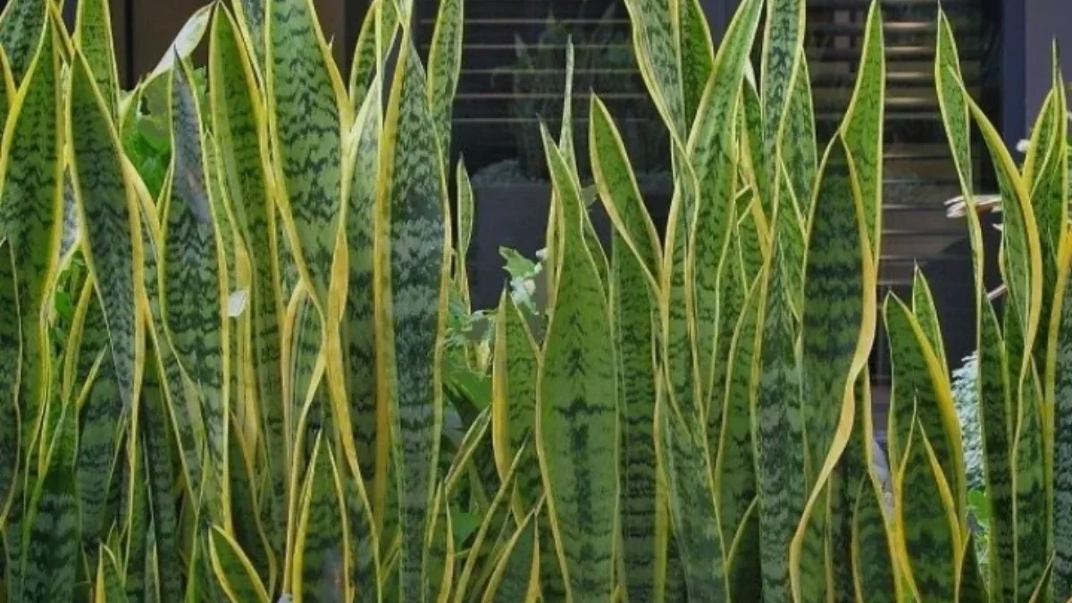 Berguna untuk Lingkungan dan Kesehatan, Inilah 7 Manfaat Tanaman Lidah Mertua Tanaman lidah mertua