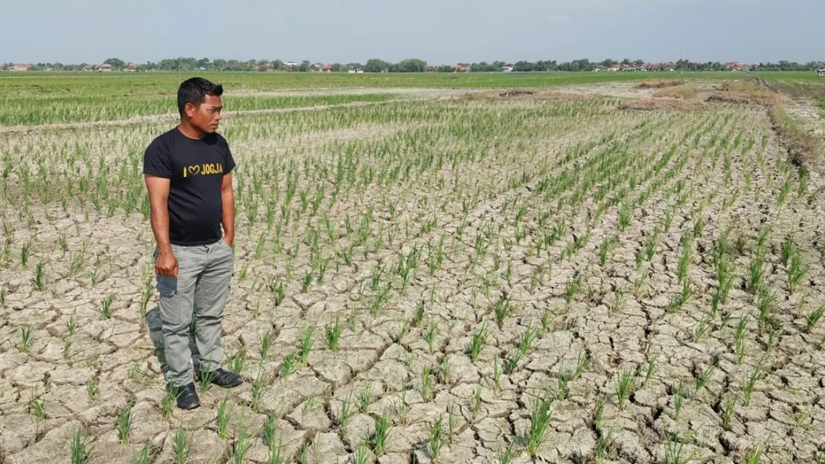 Sejumlah lahan persawahan di Kabupaten Cirebon mengalami retak-retak akibat kekurangan air.