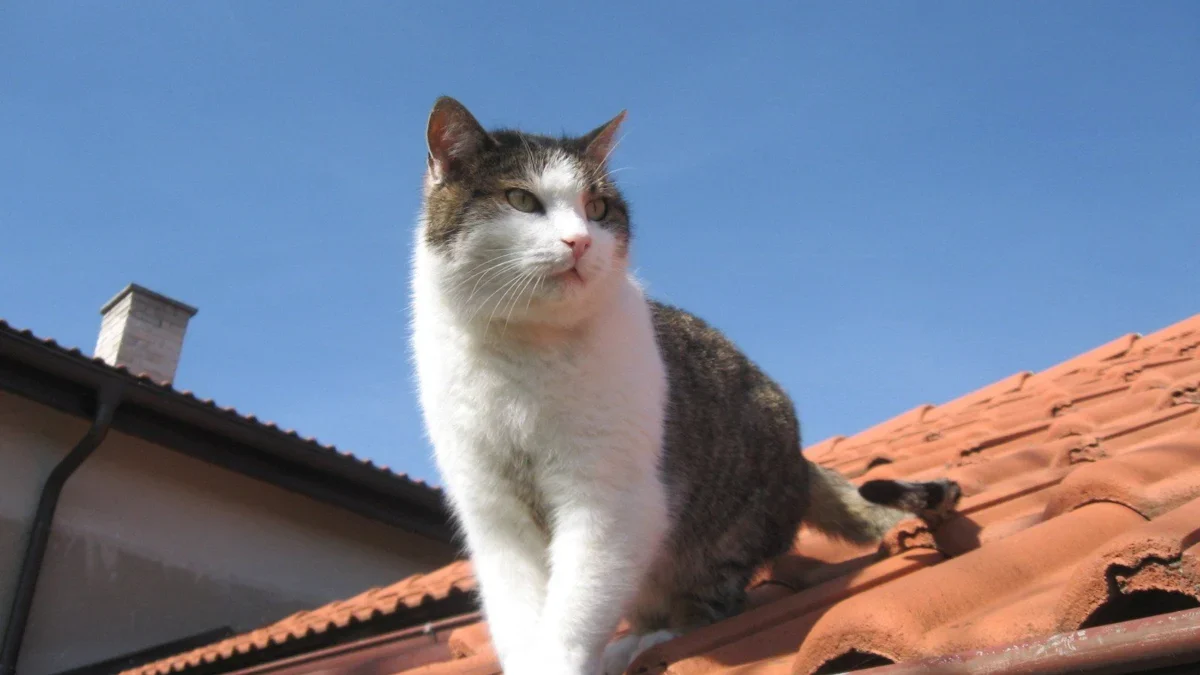 cara mengusir kucing di plafon rumah