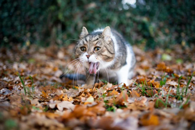 cara mengusir kucing tanpa menyakiti