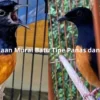 Cara Membedakan Ciri Fisik Burung Murai Batu Tipe Dingin dan Panas, Begini Caranya!