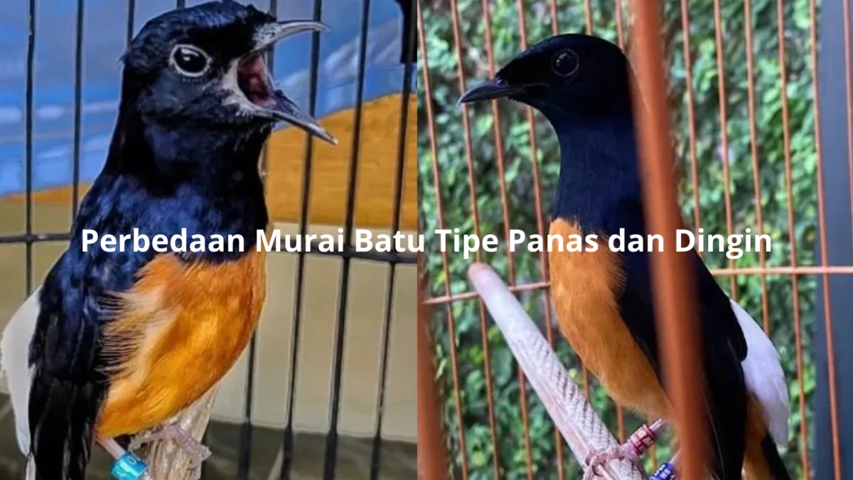 Cara Membedakan Ciri Fisik Burung Murai Batu Tipe Dingin dan Panas, Begini Caranya!