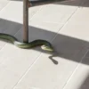 Tanda Ular Masuk Rumah