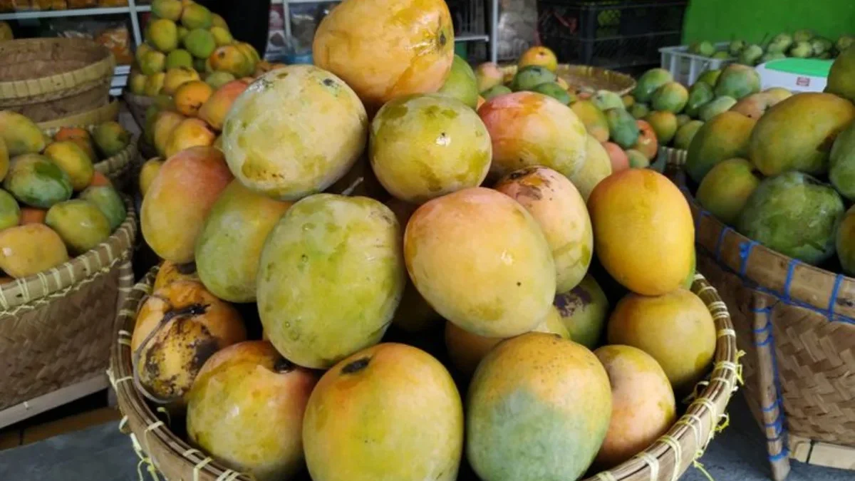 Keunikan Oleh-Oleh Khas Indramayu: Eksplorasi Rasa dari Mangga hingga Batik Paoman