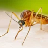 Japanese Encephalitis: Ancaman Serius dari Gigitan Nyamuk