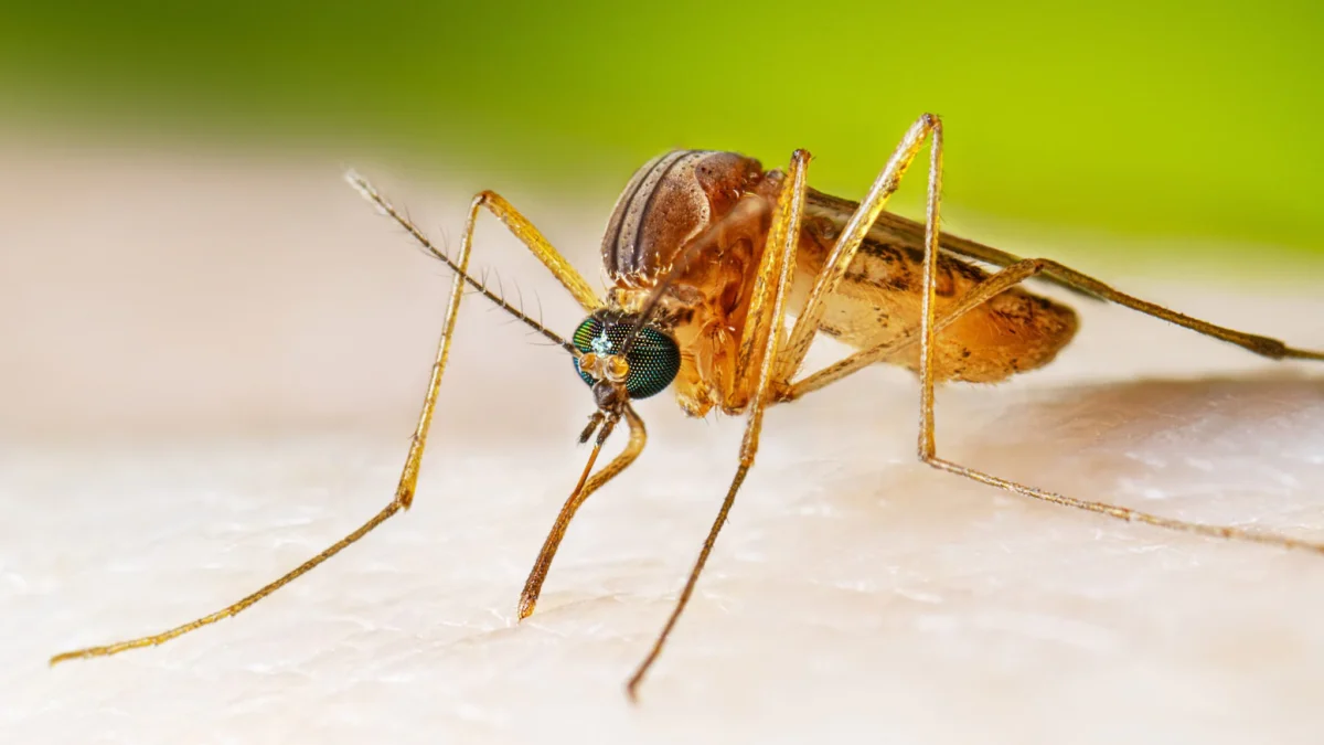 Japanese Encephalitis: Ancaman Serius dari Gigitan Nyamuk