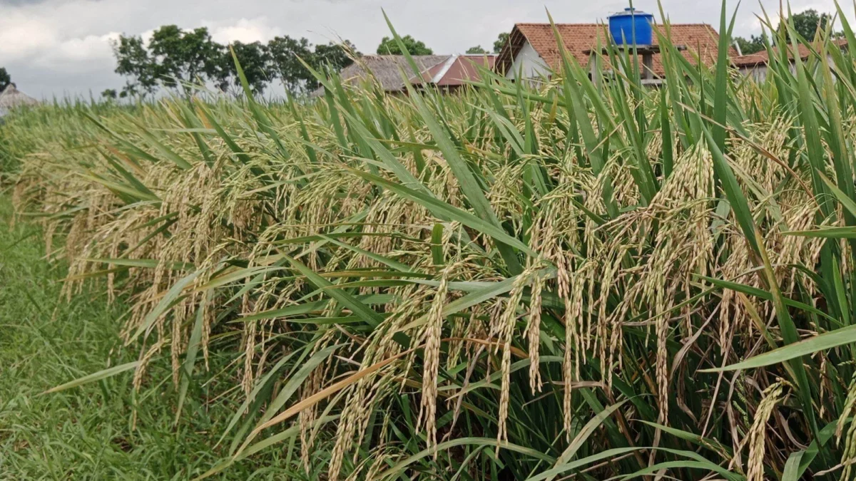 keunggulan padi cakrabuana.