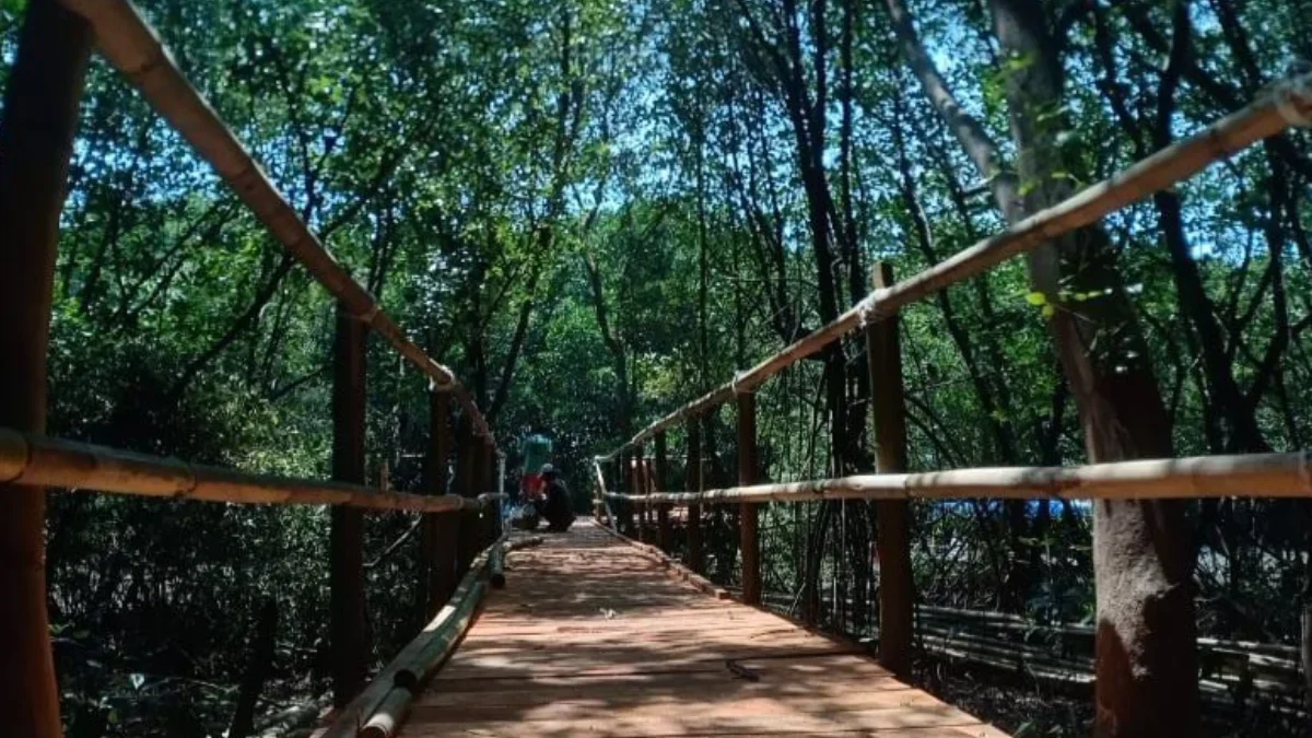 wisata mangrove di Cirebon