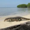 Pulau Biawak Indramayu: Surga Biawak di Jawa Barat