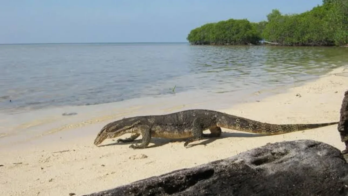 Pulau Biawak Indramayu: Surga Biawak di Jawa Barat