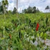 Ladang cabai