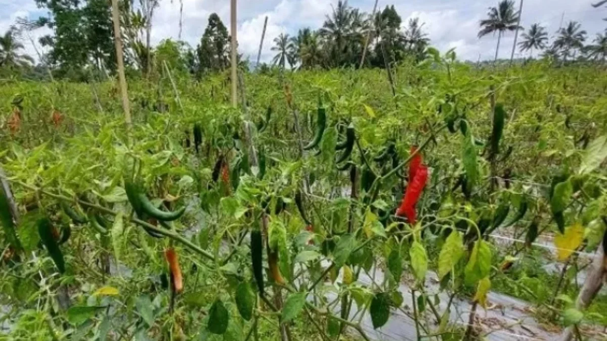 Ladang cabai