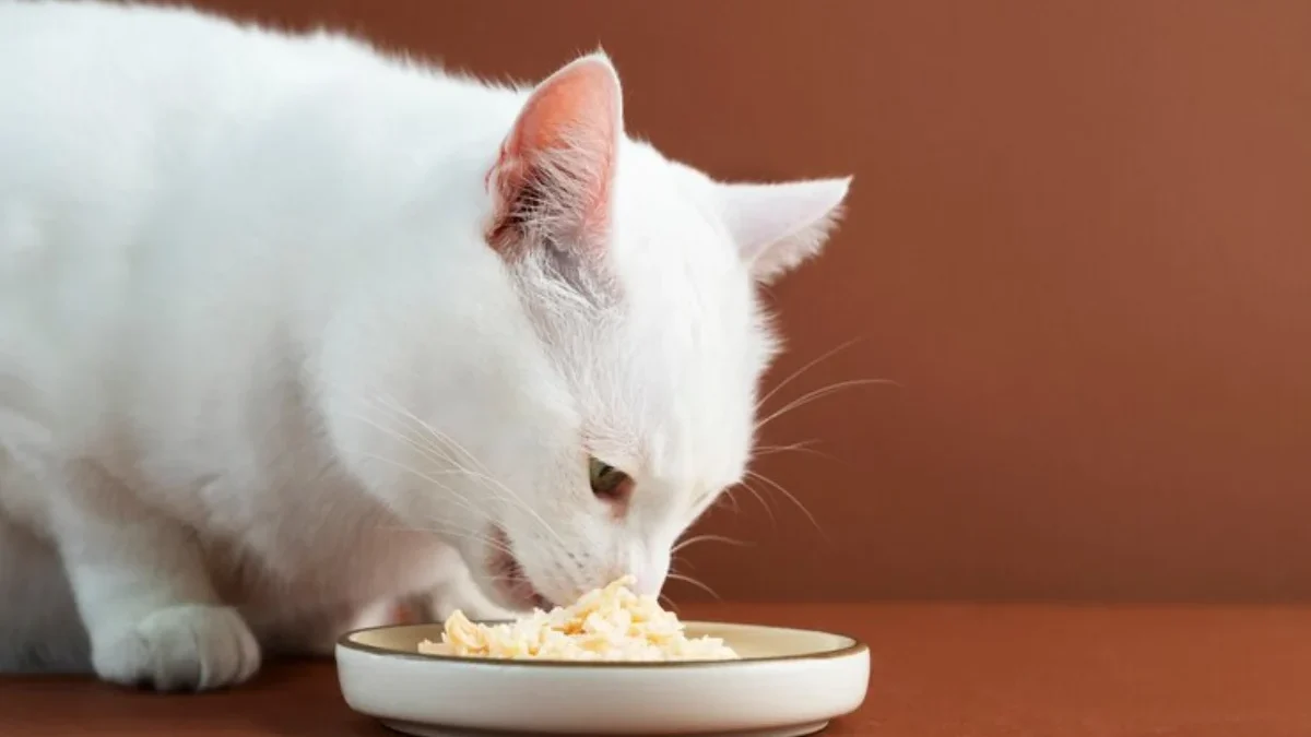 Apakah Boleh Kucing Kita Ini Kasih Makan Nasi ??