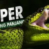 Siapa Yang Paling Berbisa Ular Viper Atau Ular Cobra Ini Penjelasannya