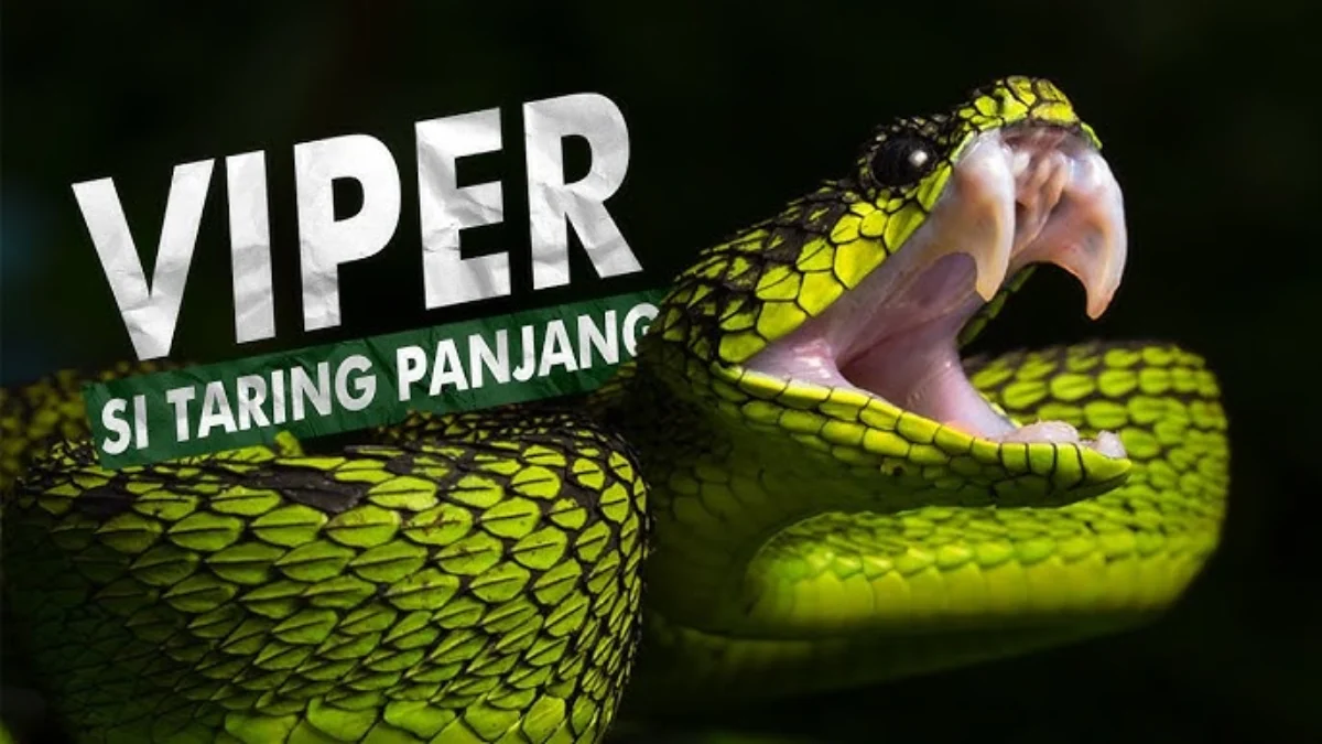 Siapa Yang Paling Berbisa Ular Viper Atau Ular Cobra Ini Penjelasannya