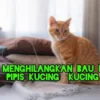 Cara Menghilangkan Bau Pipis Kucing Yang Membekas Yang Sulit Hilang Di Mana Saja