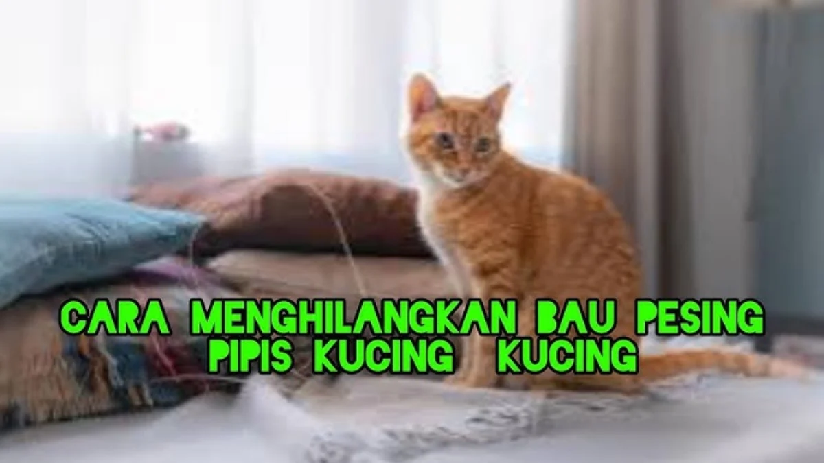 Cara Menghilangkan Bau Pipis Kucing Yang Membekas Yang Sulit Hilang Di Mana Saja