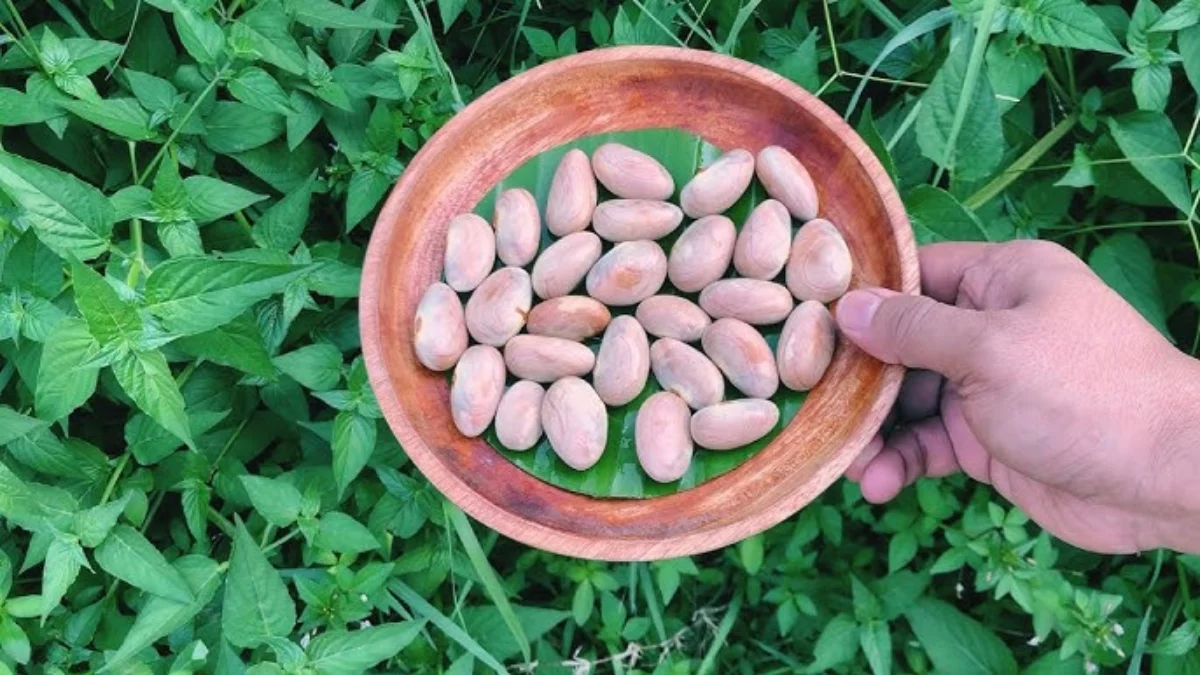 Manfaat Biji Nangka Untuk Kesehatan Badan