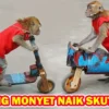 Kenapa Topeng Monyet Tidak Lagi Ada Di Negara Kita