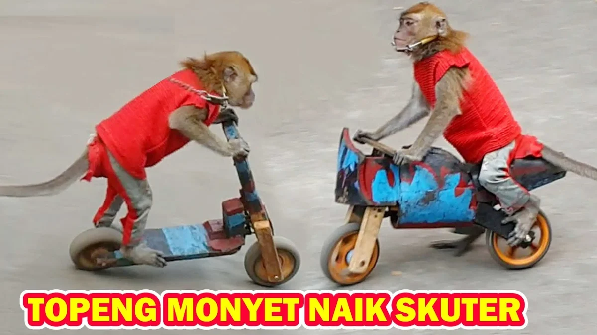 Kenapa Topeng Monyet Tidak Lagi Ada Di Negara Kita