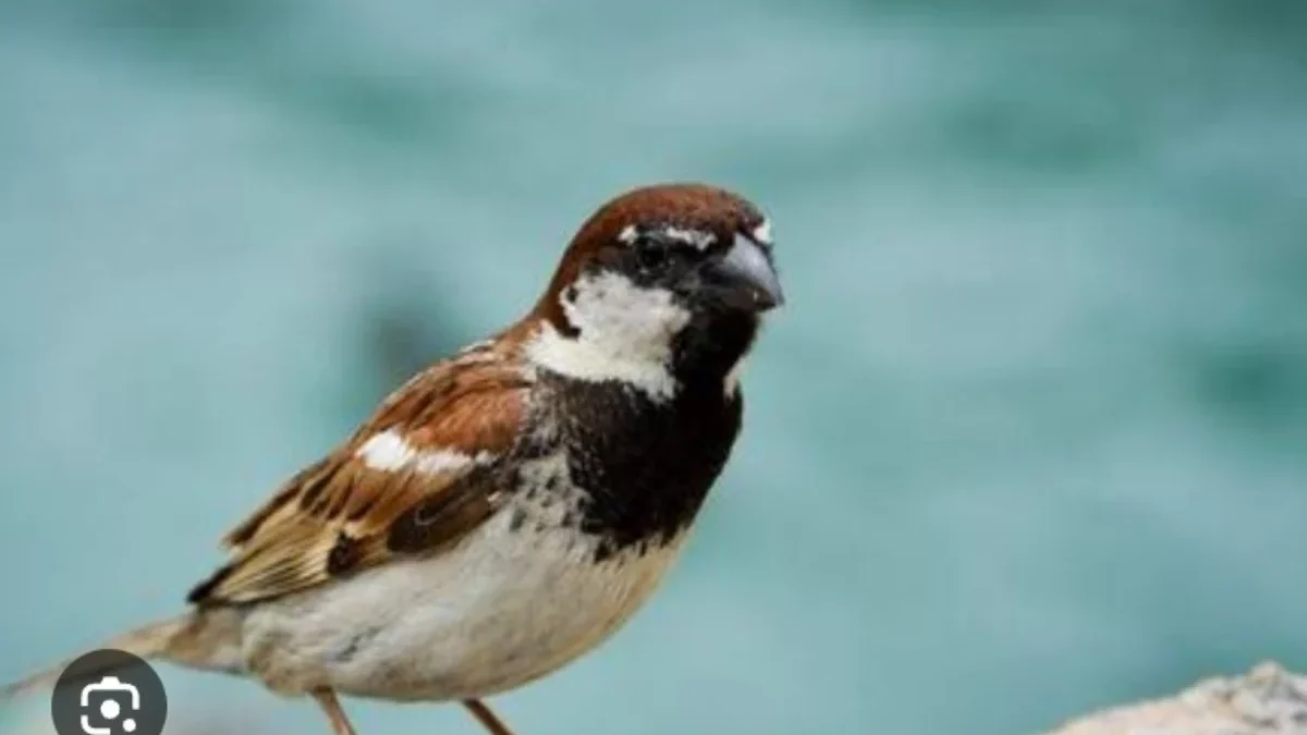 Fakta menarik tentang burung gereja