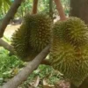 Inilah Penyakit Yang Bisa Di Redakan Dengan Cuma Memakan Buah Durian