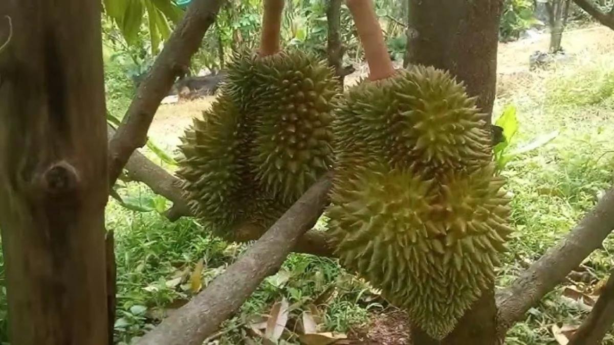 Inilah Penyakit Yang Bisa Di Redakan Dengan Cuma Memakan Buah Durian