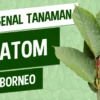 Apa Kegunaan Daun Kratom Untuk Kesehatan Tubuh Dan Bagaimana Cara Mengolahnya