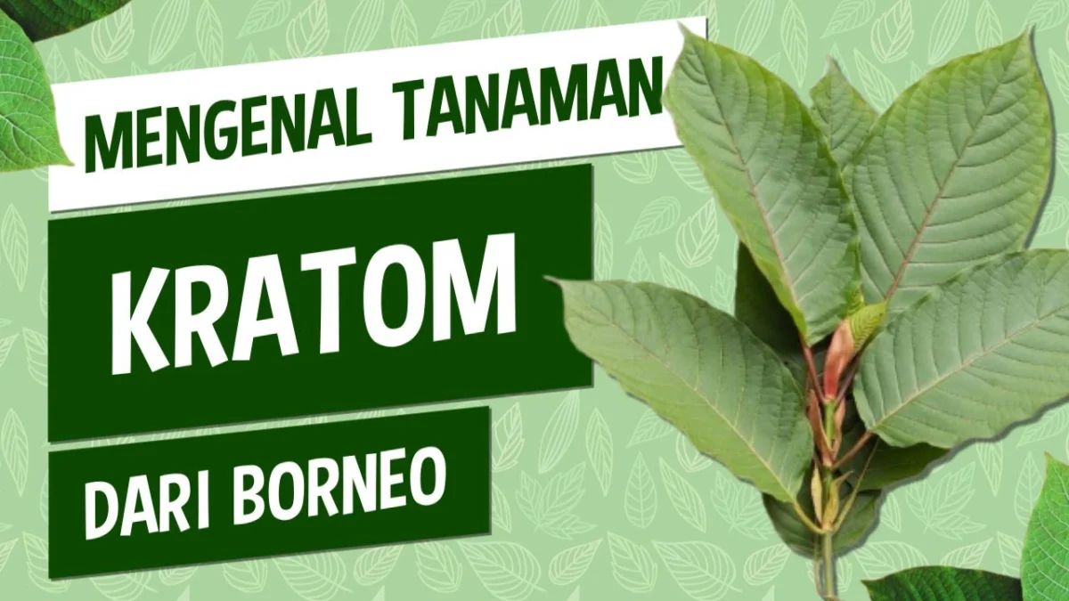 Apa Kegunaan Daun Kratom Untuk Kesehatan Tubuh Dan Bagaimana Cara Mengolahnya